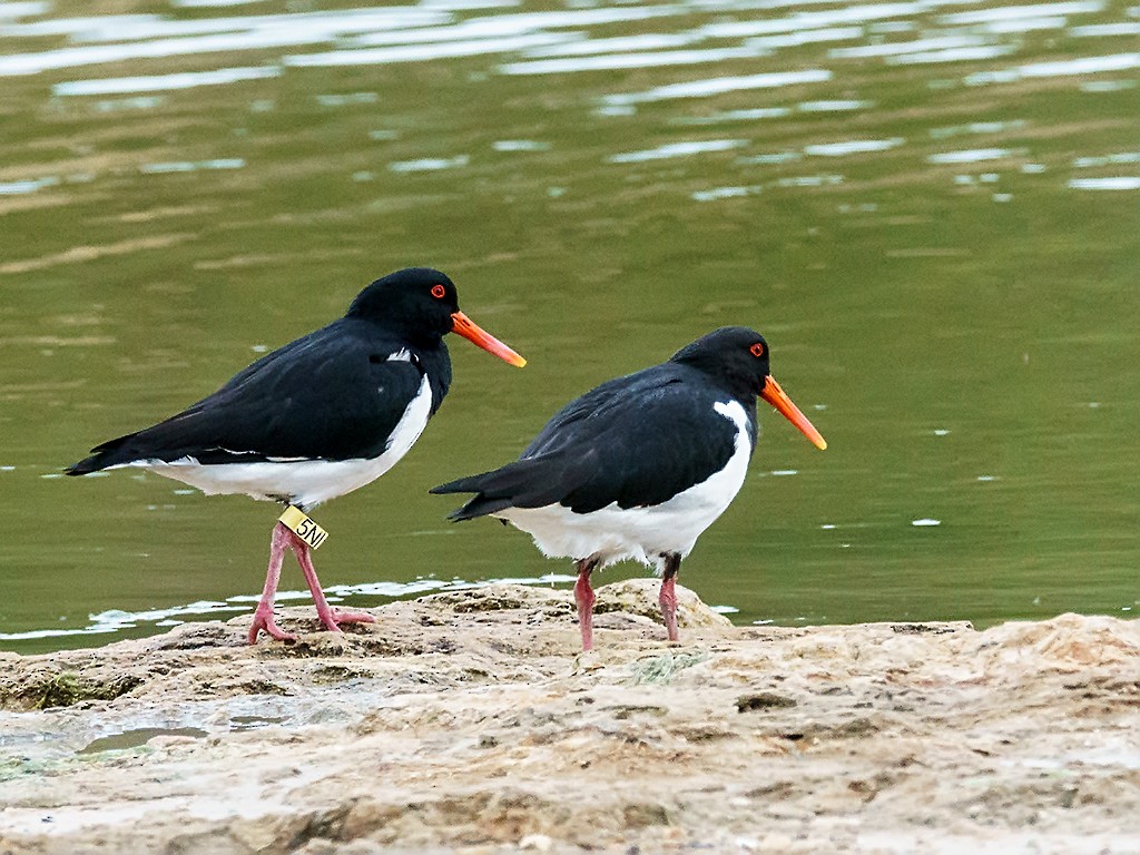 Pied Oystercatcher - David and Kathy Cook