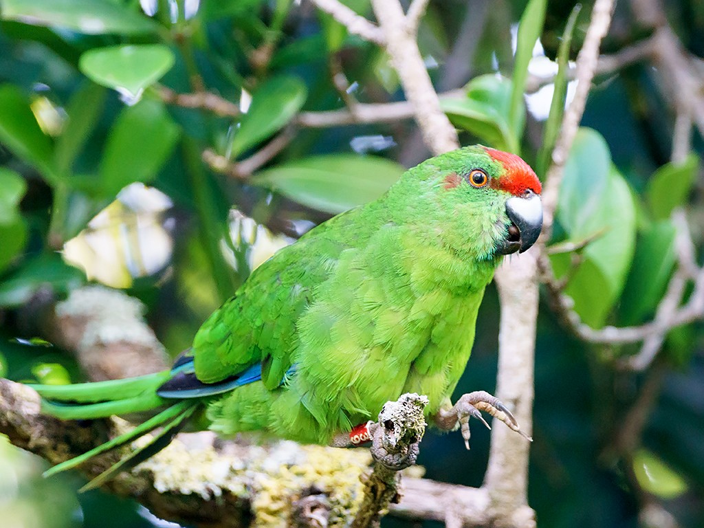 Norfolk Island Parakeet - David and Kathy Cook