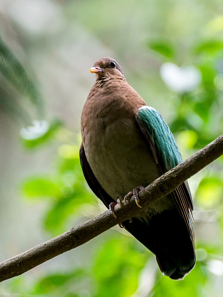 Pacific Emerald Dove - David and Kathy Cook