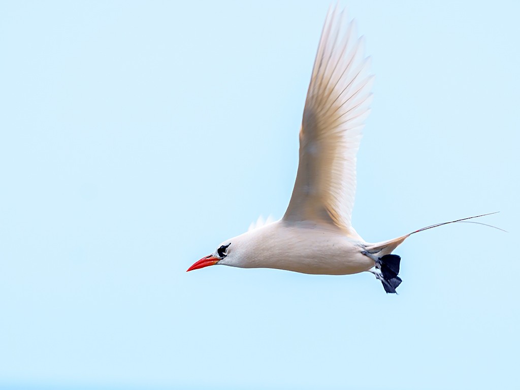 Red-tailed Tropicbird - ML205742781