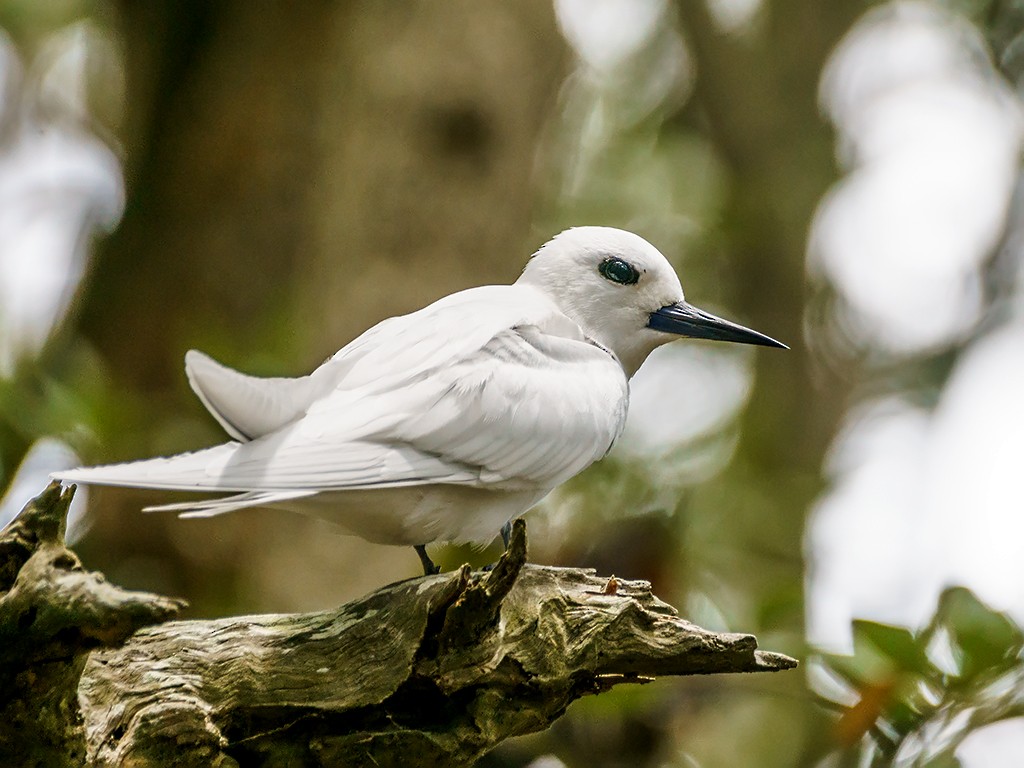 White Tern (Pacific) - David and Kathy Cook