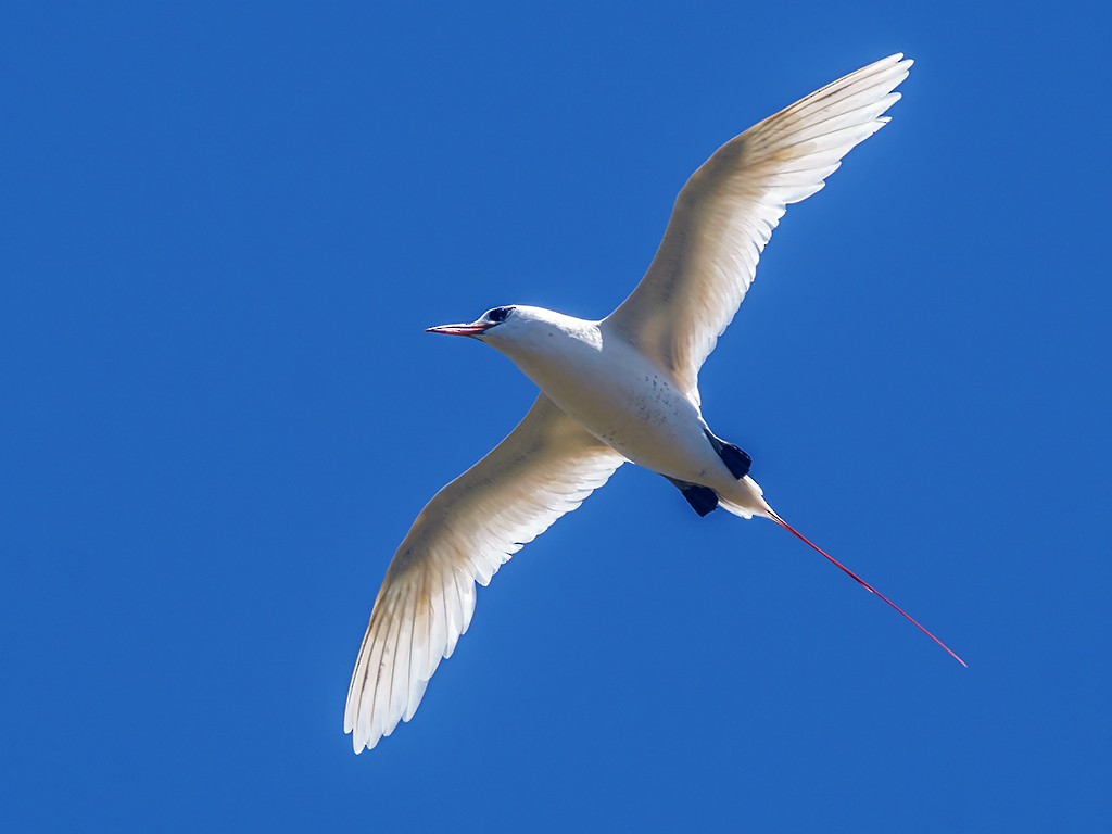 Red-tailed Tropicbird - David and Kathy Cook