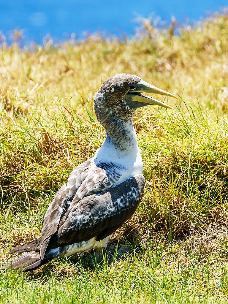 Masked Booby - David and Kathy Cook