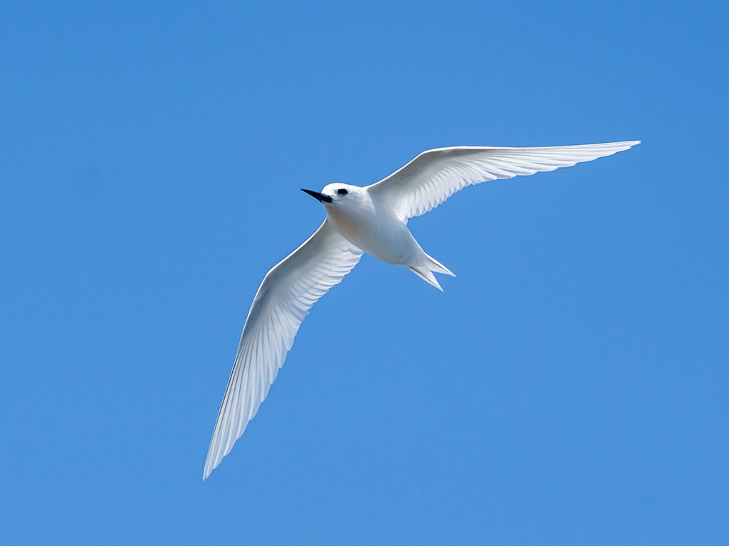 White Tern (Pacific) - ML205742891