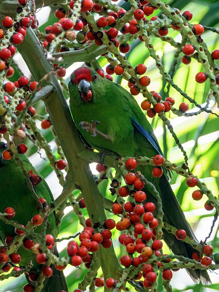 Norfolk Island Parakeet - David and Kathy Cook
