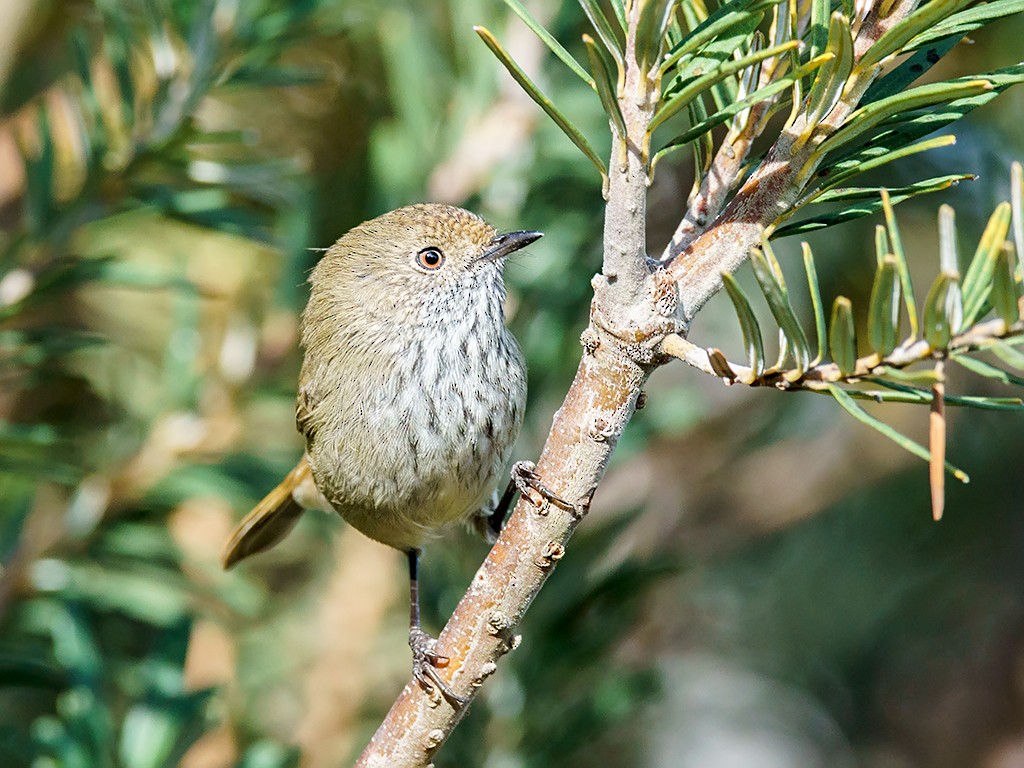 Brown Thornbill - David and Kathy Cook