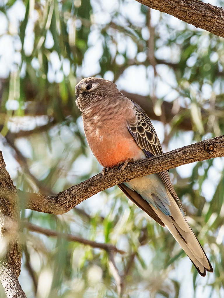 Bourke's Parrot - David and Kathy Cook
