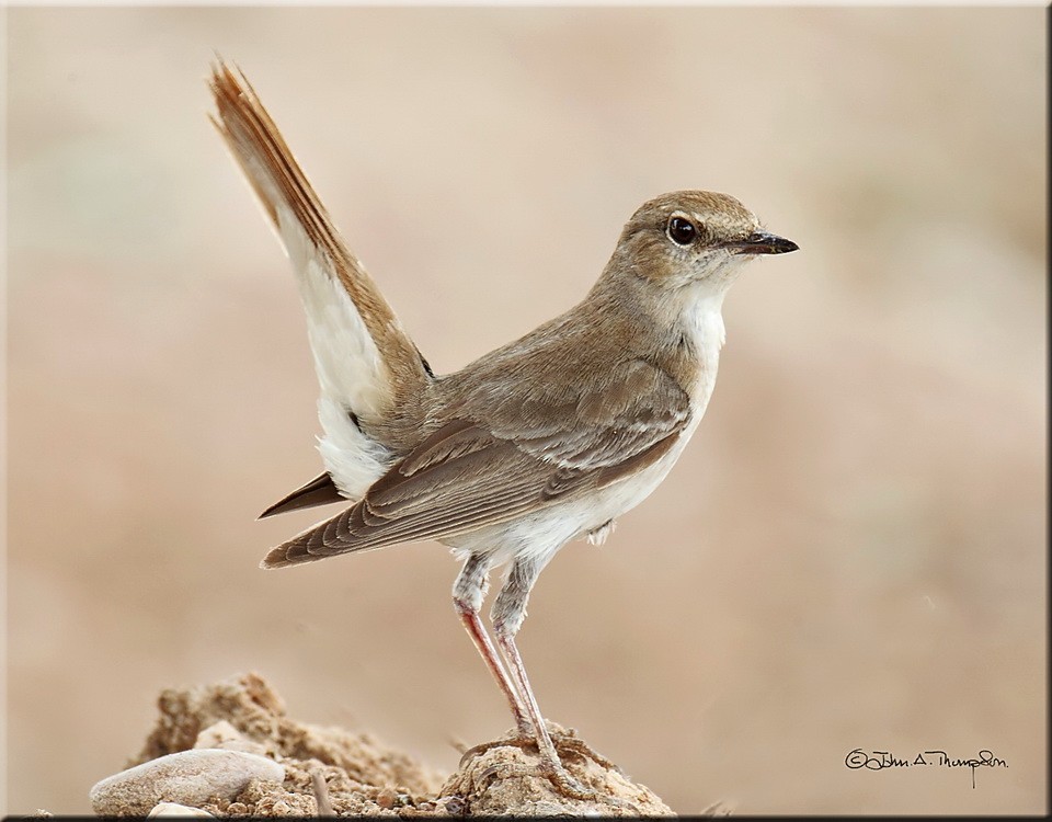 Common Nightingale (megarhynchos/africana) - John Thompson