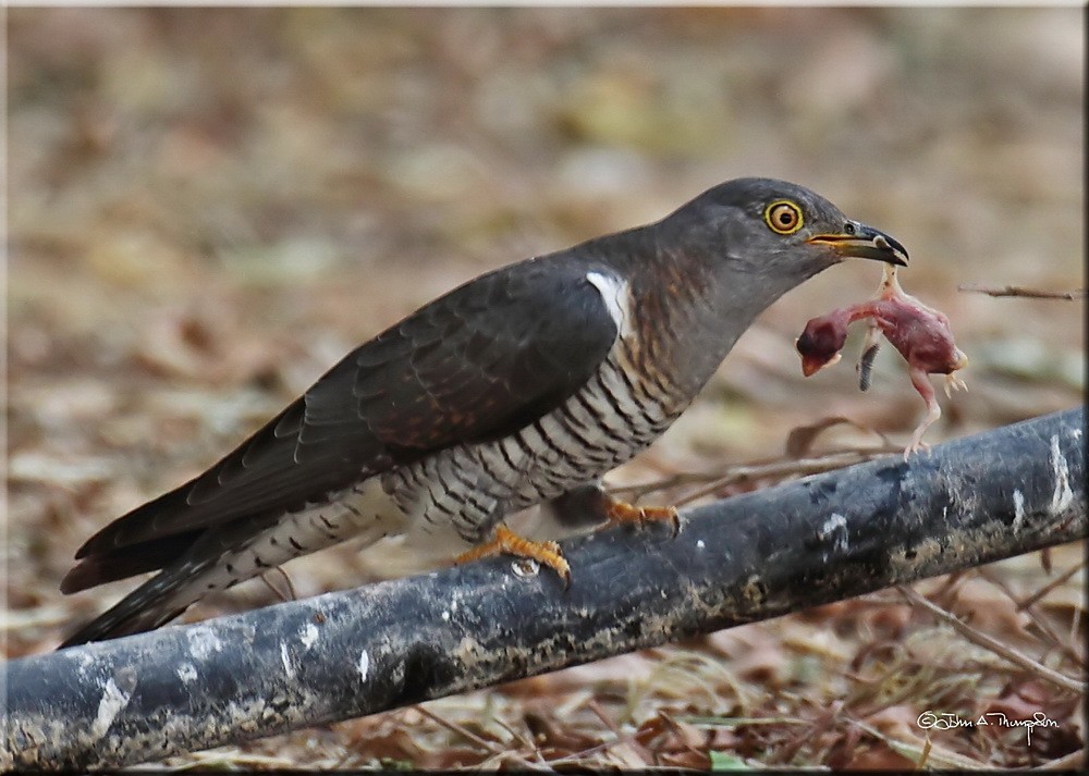 Common Cuckoo - John Thompson