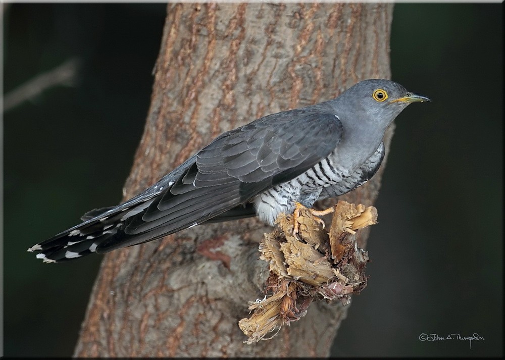 Common Cuckoo - ML205743631