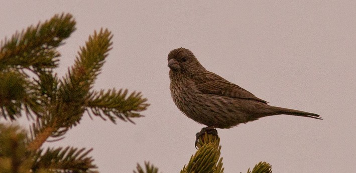 Red-mantled Rosefinch - ML205743871