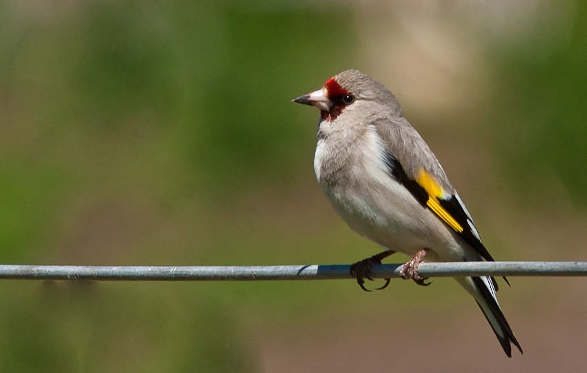 European Goldfinch (Eastern) - Morten Venas