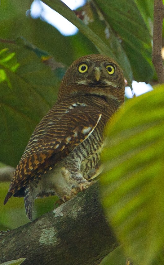 Jungle Owlet - Morten Venas