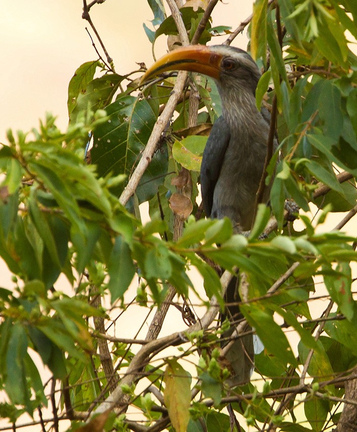 Malabar Gray Hornbill - Morten Venas