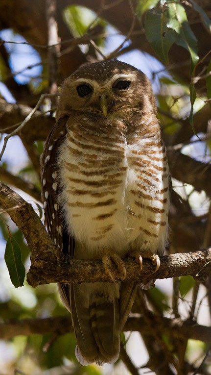 White-browed Owl - ML205744311