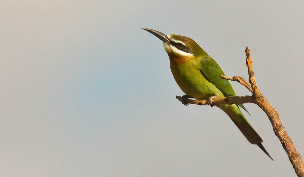 Madagascar Bee-eater - Morten Venas
