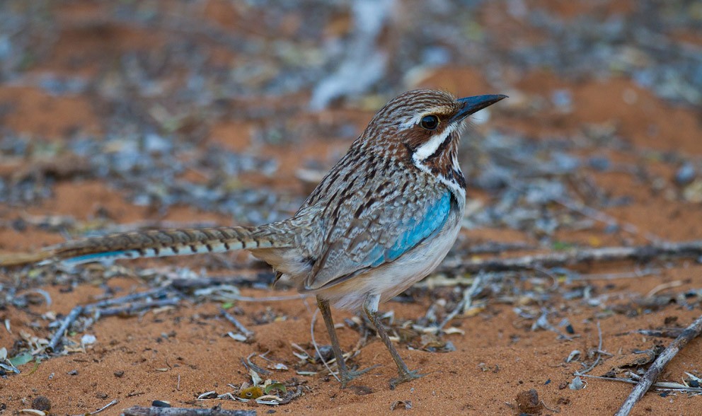 Long-tailed Ground-Roller - ML205744391
