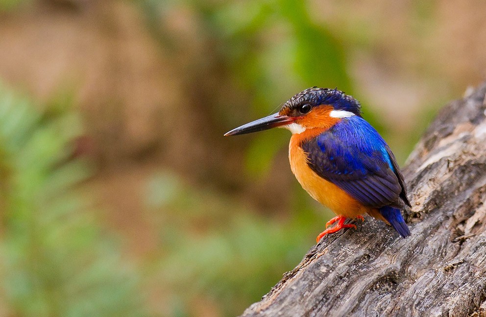 Malagasy Kingfisher - ML205744521