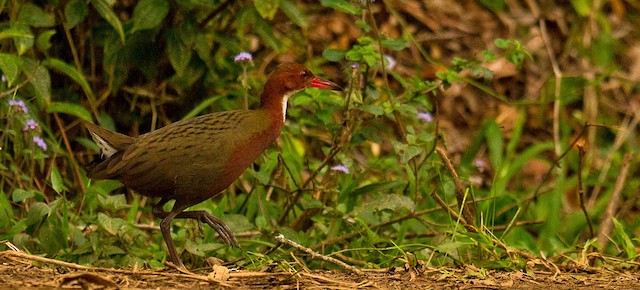 White-throated Rail - eBird