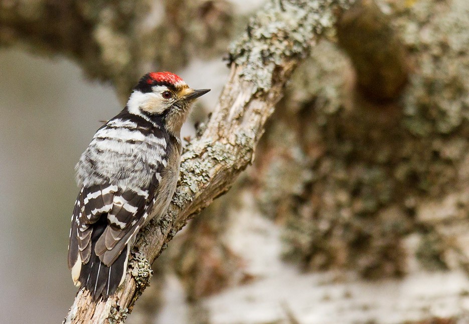 Lesser Spotted Woodpecker - ML205744691