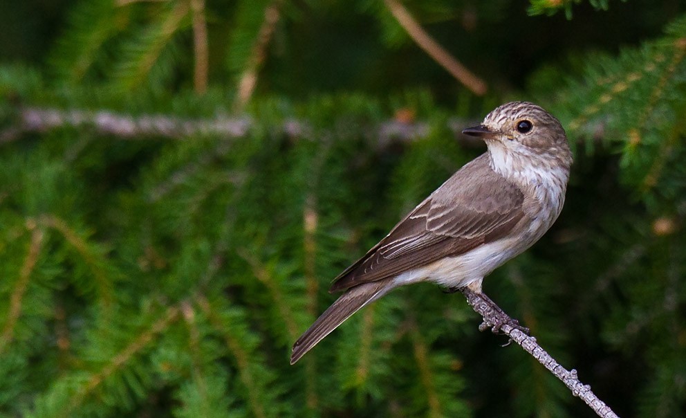 Spotted Flycatcher (Spotted) - ML205744731
