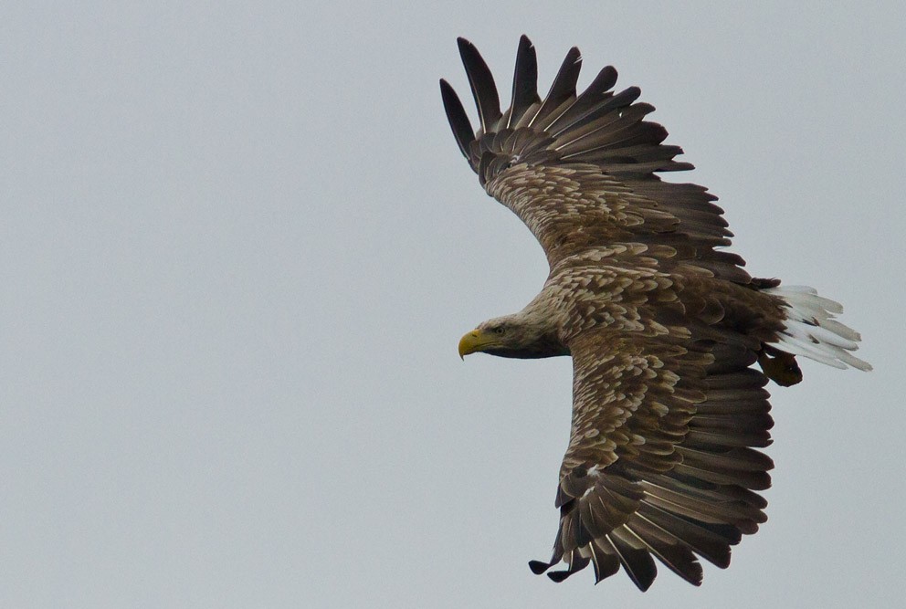 White-tailed Eagle - Morten Venas