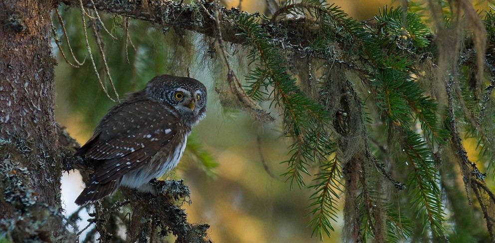 Eurasian Pygmy-Owl - Morten Venas