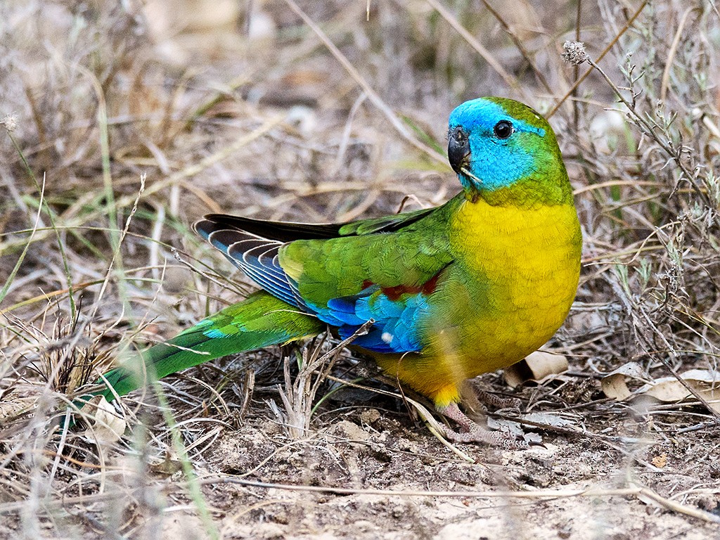Turquoise Parrot - David and Kathy Cook