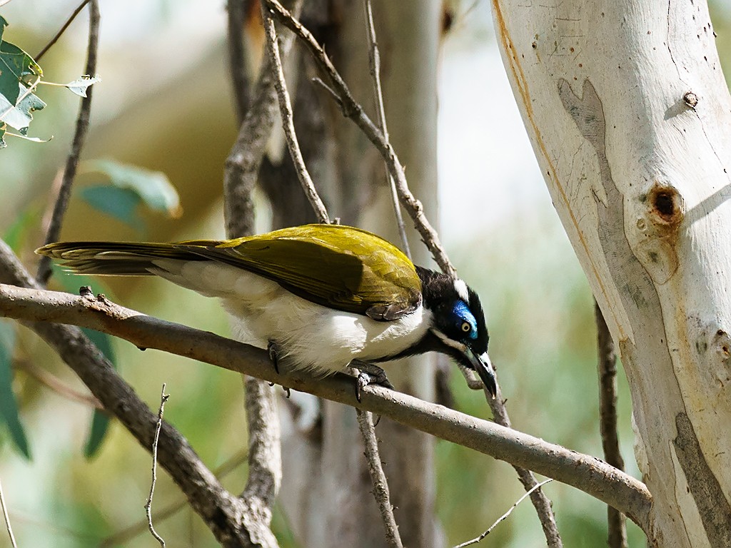 Blue-faced Honeyeater (Blue-faced) - David and Kathy Cook