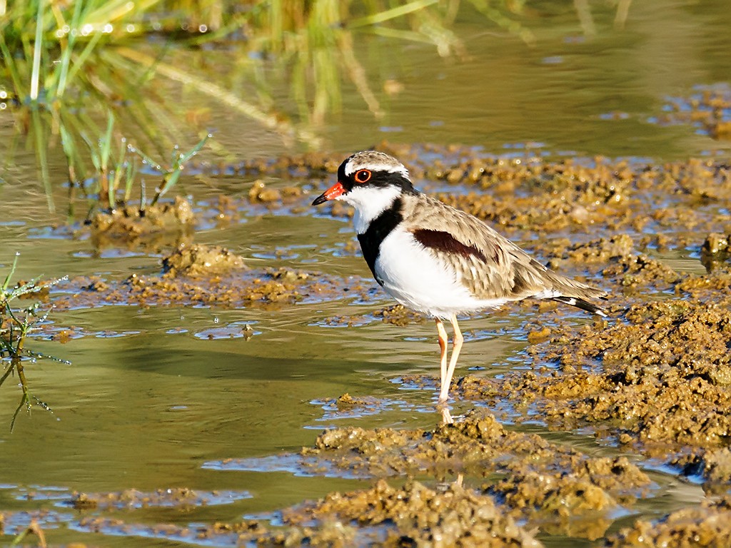 Black-fronted Dotterel - David and Kathy Cook
