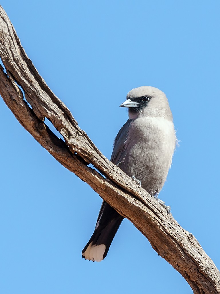 Black-faced Woodswallow (Black-vented) - David and Kathy Cook