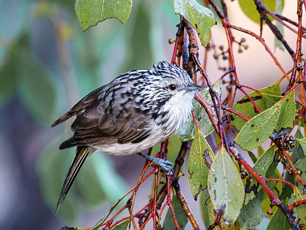 Striped Honeyeater - David and Kathy Cook