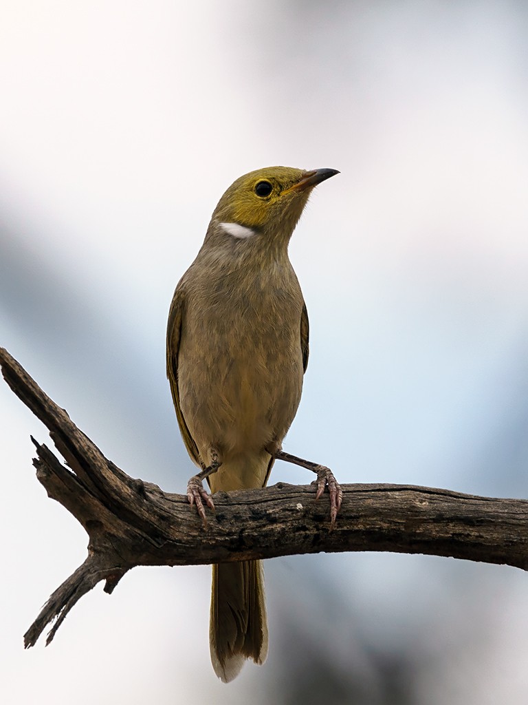 White-plumed Honeyeater - David and Kathy Cook