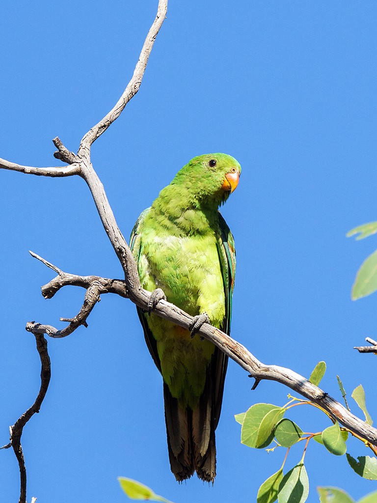 Red-winged Parrot - ML205745051