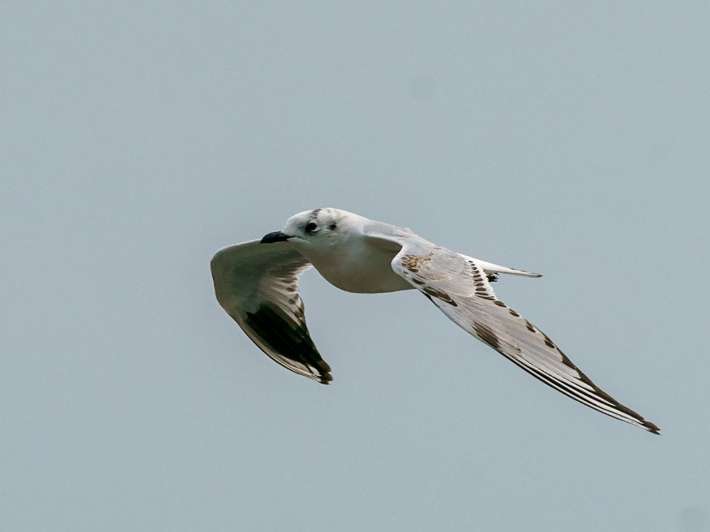 Saunders's Gull - David and Kathy Cook