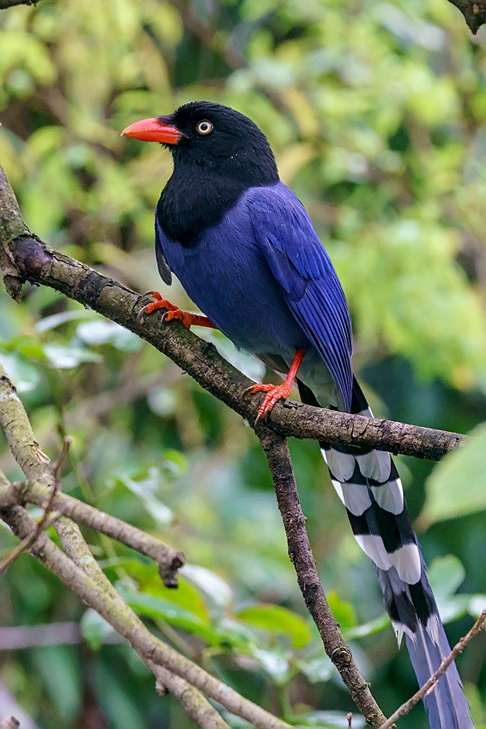Taiwan Blue-Magpie - David and Kathy Cook