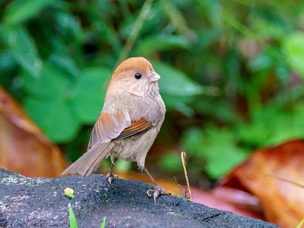 Vinous-throated Parrotbill - David and Kathy Cook
