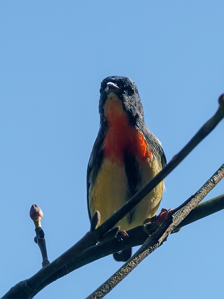 Fire-breasted Flowerpecker - David and Kathy Cook