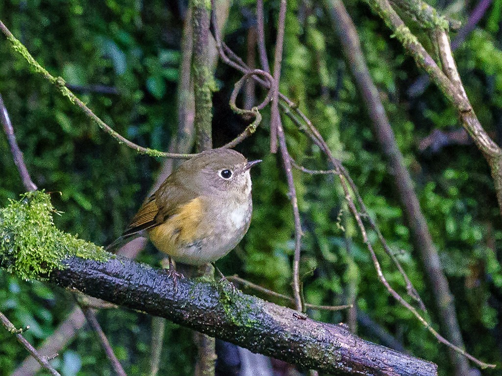 Red-flanked Bluetail - David and Kathy Cook