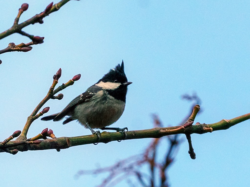 Coal Tit (Chinese) - David and Kathy Cook