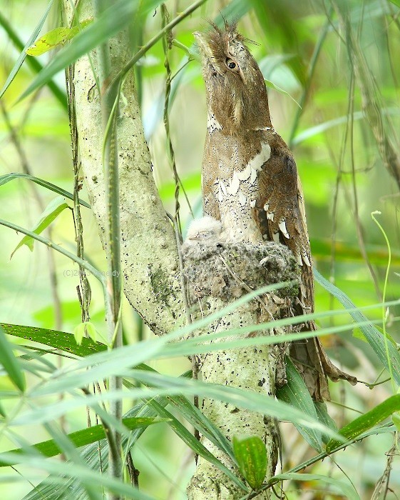 Philippine Frogmouth - ML205745551