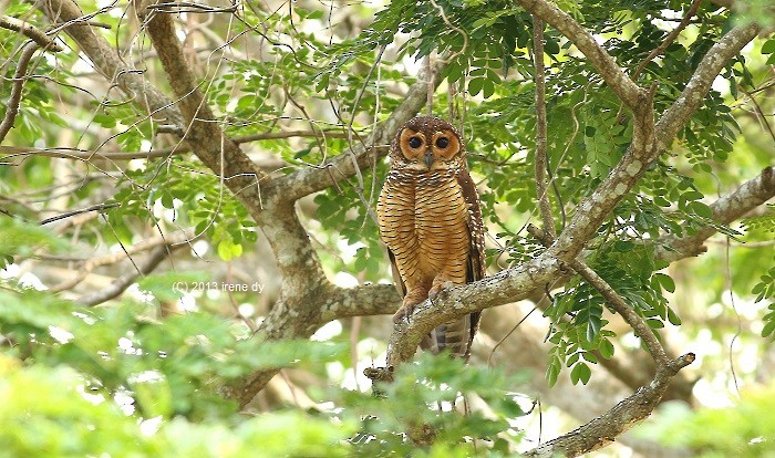 Spotted Wood-Owl - Irene  Dy