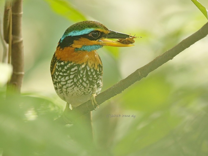 Spotted Kingfisher - ML205745611