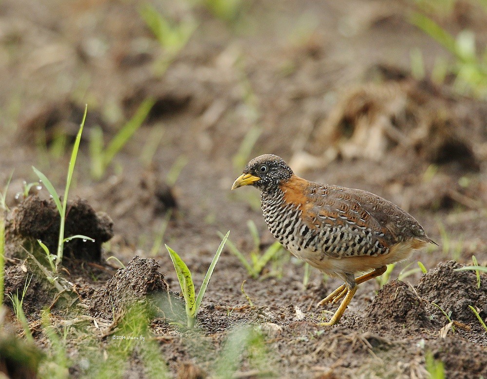 Barred Buttonquail - Irene  Dy