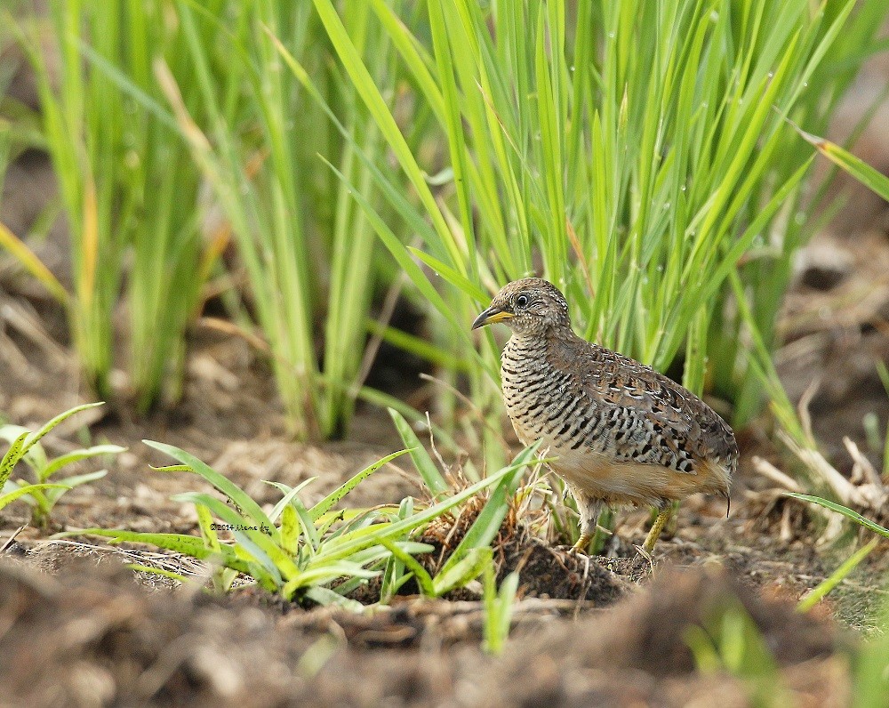 Barred Buttonquail - Irene  Dy