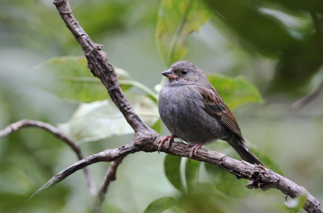 クロジ Ebird