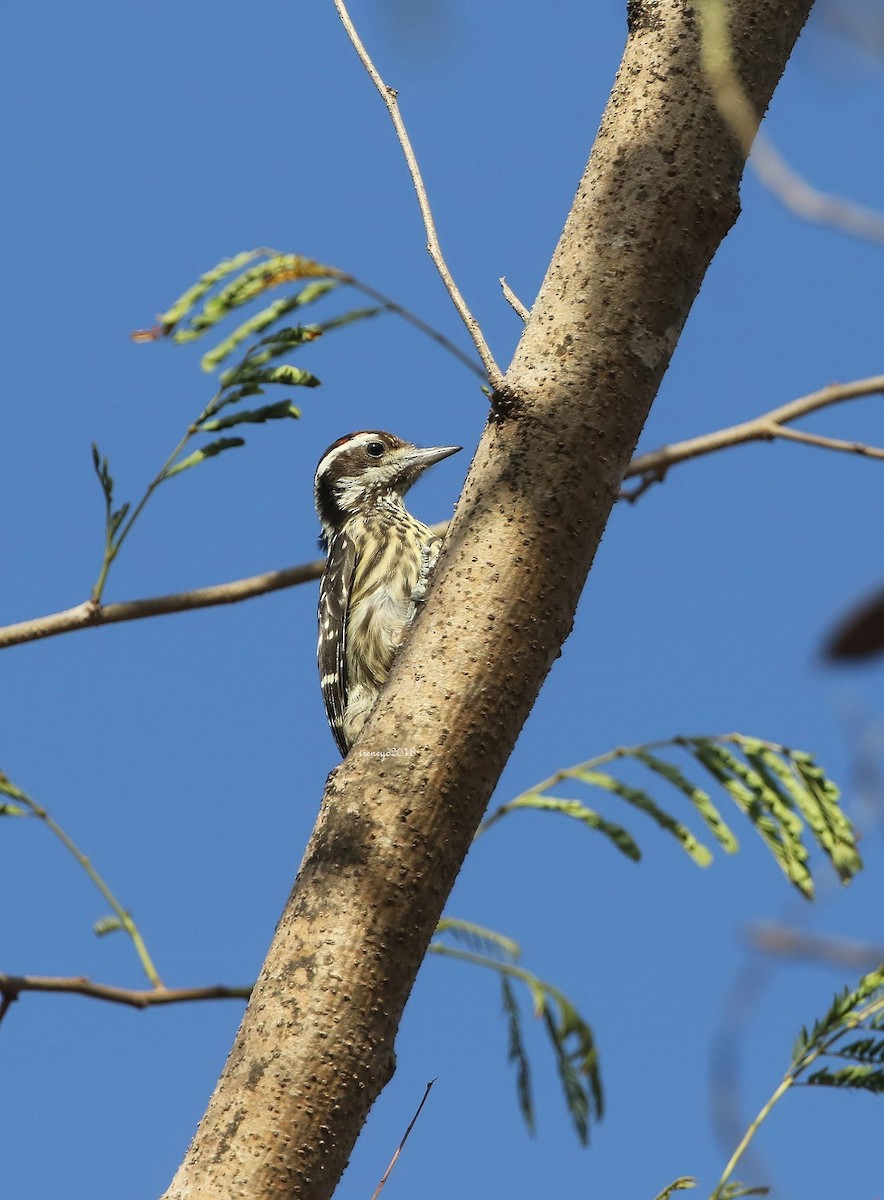 Philippine Pygmy Woodpecker - ML205745881