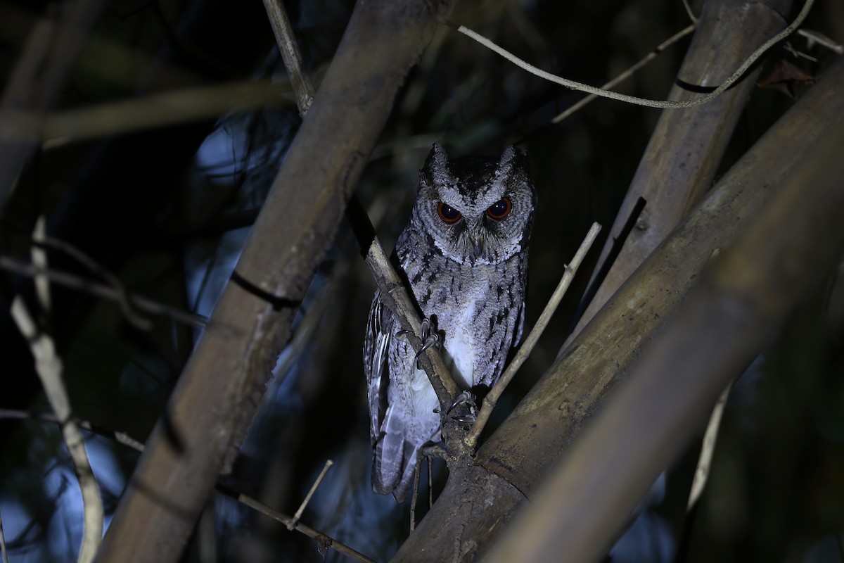 Philippine Scops-Owl - Irene  Dy