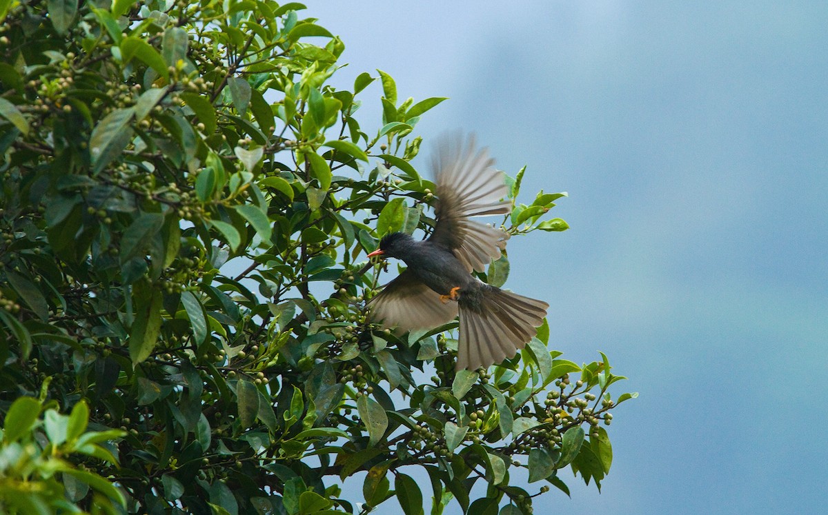 Square-tailed Bulbul (Indian) - ML205746221