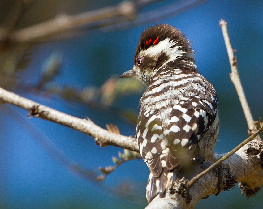 Brown-capped Pygmy Woodpecker - Morten Venas